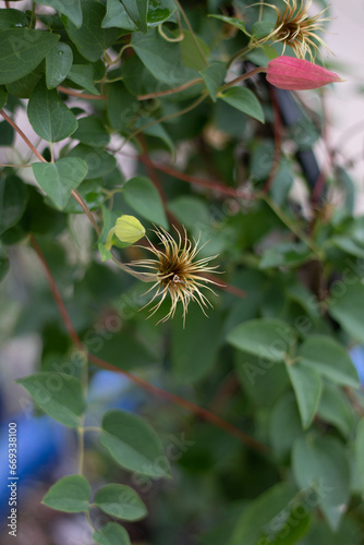 Clematis in Bloom Amongst the Seeds