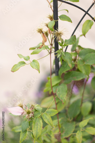 Vining Clematis Seed Head
