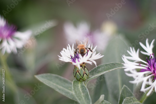 Bumblebee Visiting Amethyst in Snow