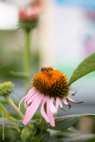 Bee Visiting Fading Echinacea