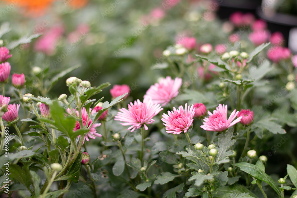 Soft Pink Chrysanthemum