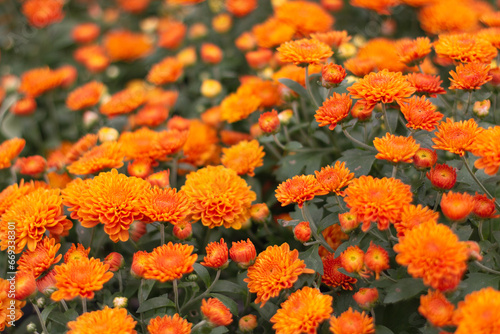 Field of Orange Chrysanthemums