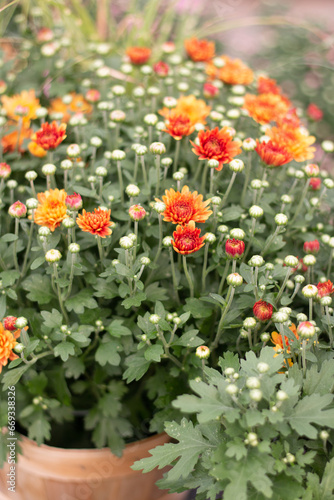 Chrysanthemum in a Container