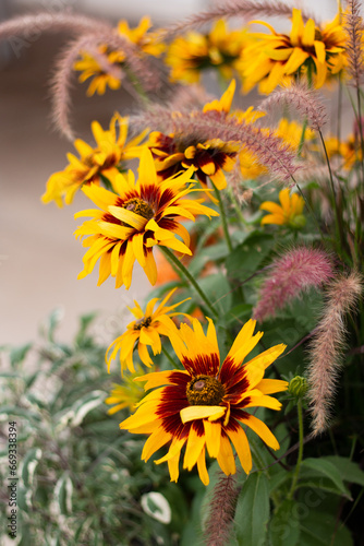Rudbeckia Amongst the Grasses
