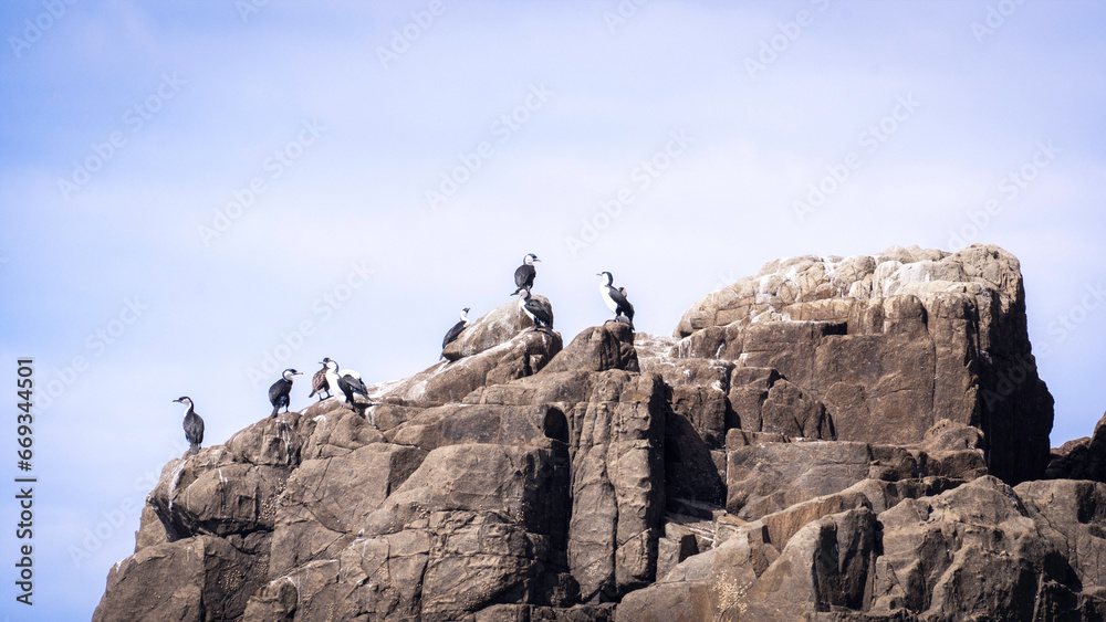 birds on the cliff top