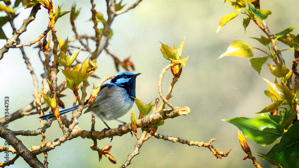 Fototapeta premium bird on a branch in Port Authur