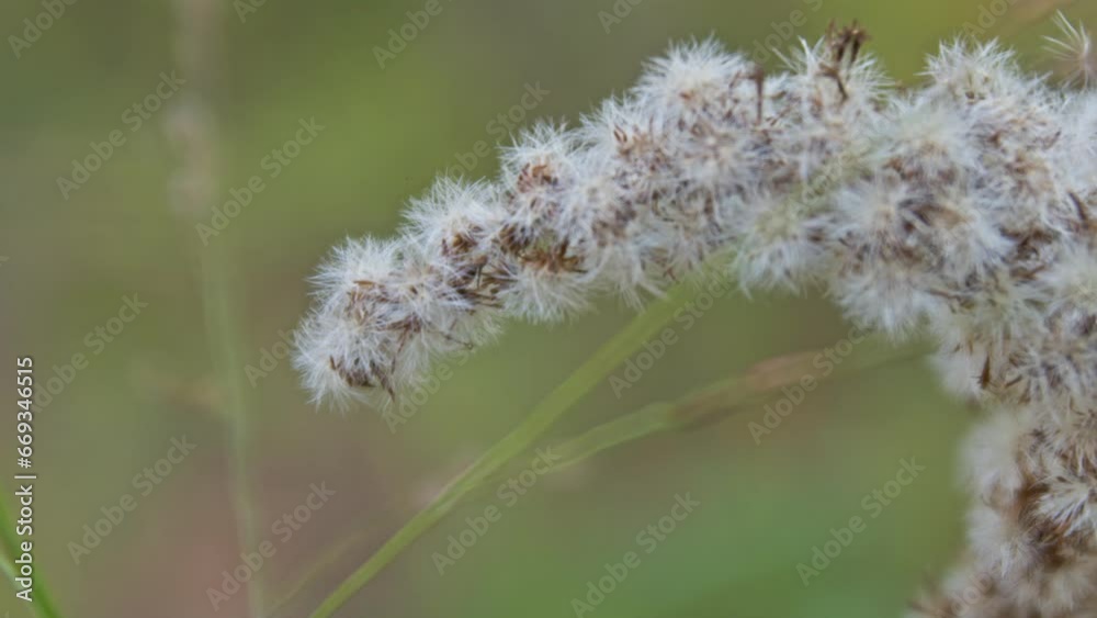 close up of a thistle or seedling growing in the Fall close up of a thistle or seedling growing in the Fall