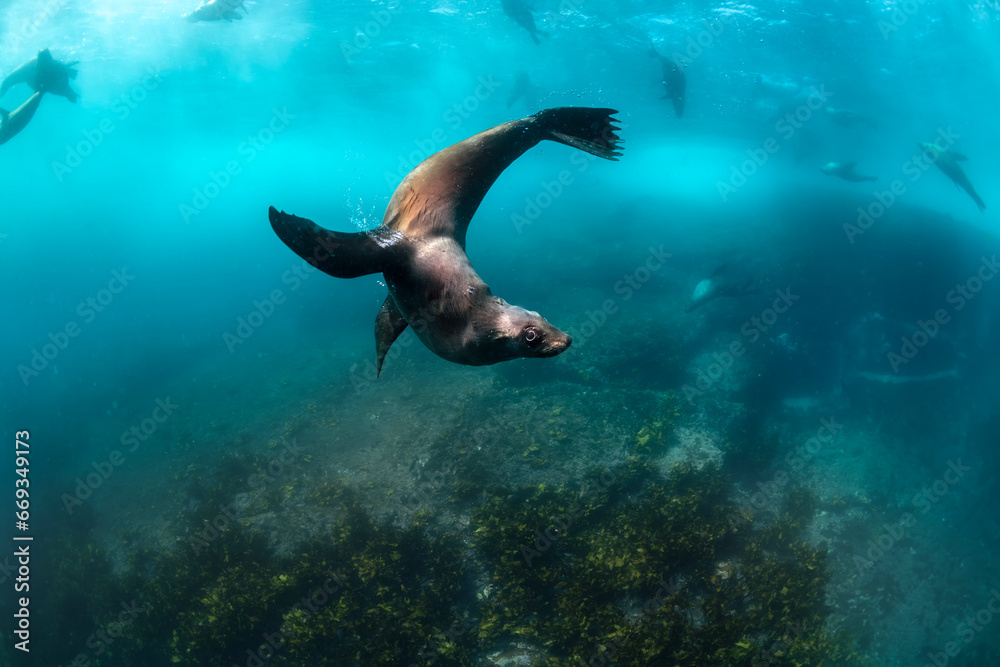 Australian Fur Seal, New South Wales Australia