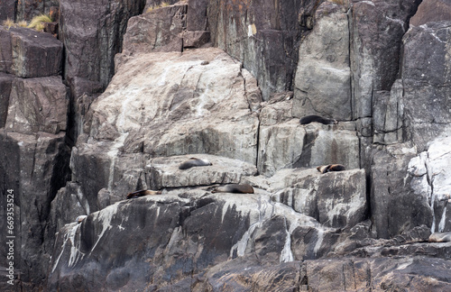 seals on the rock