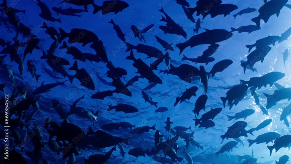 Captured from below, the silhouette of the Brassy Chub and Red Snapper against the surface of the water,  Great Barrier Reef