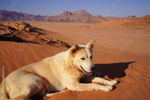 White stray dog with brown eyes at the Wadi Rum desert photo