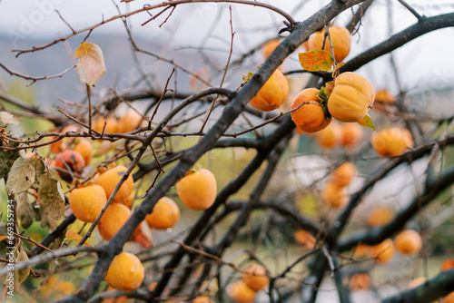 Orange ripe persimmon on tree branches without leaves