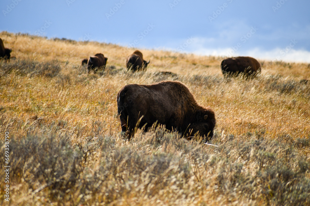 Buffalo Feeding Time