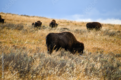 Fototapeta Naklejka Na Ścianę i Meble -  Buffalo Feeding Time