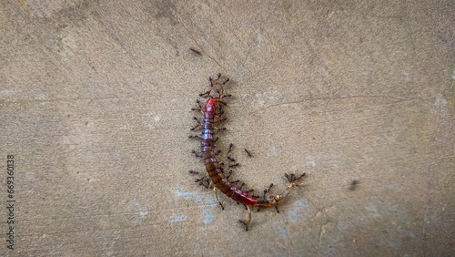 Black ants carrying dead caterpillar 