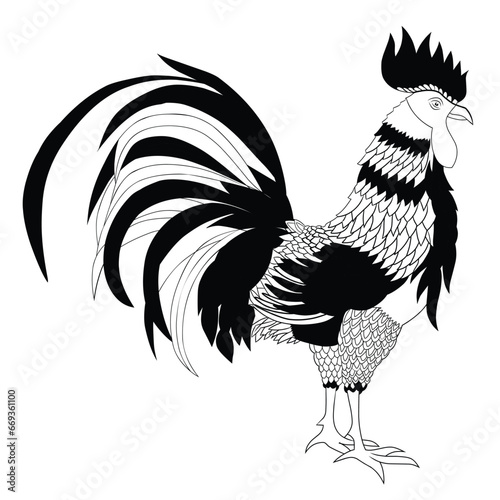 ayam bangkok,petarung, ayam jago,thai bangkok chicken,sabung ayam