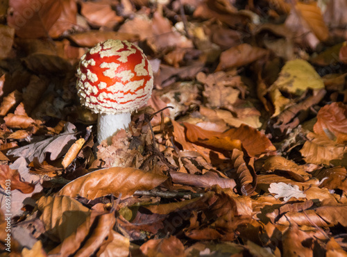 Champignon amanite tue mouches en train de pousser sous les feuilles mortes photo