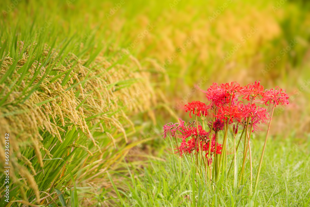 Japanese Nature, Red Lanterns and Rice Paddies, Licorice Japanese Nature, Red Lanterns and Rice Paddies, Licorice