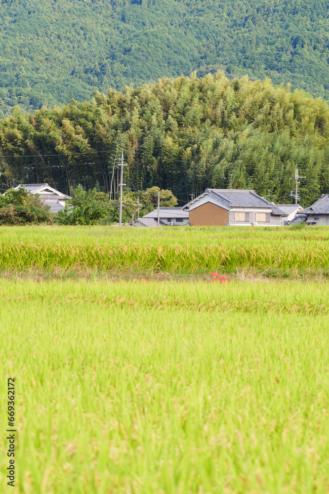 Golden ears of rice in autumn paddy fields
