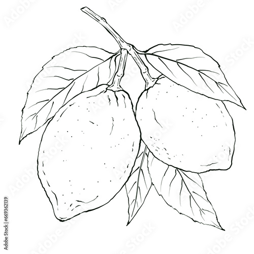 Lemon with leaves on a branch. Black ink hand drawn food illustration in sketch style for packaging, label, logo. Isolated on white background.