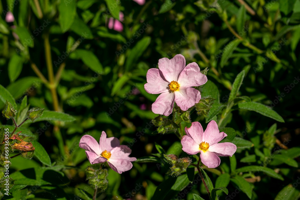 Rockrose (cistus x lenis) 'Grayswood Pink', is a low growing bushy plant with small mid-pink blooms Rockrose (cistus x lenis) 'Grayswood Pink', is a low growing bushy plant with small mid-pink blooms