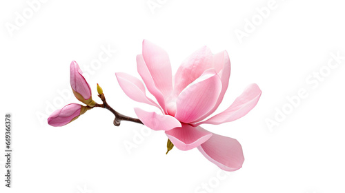 Pink magnolia flower isolated cut-out png