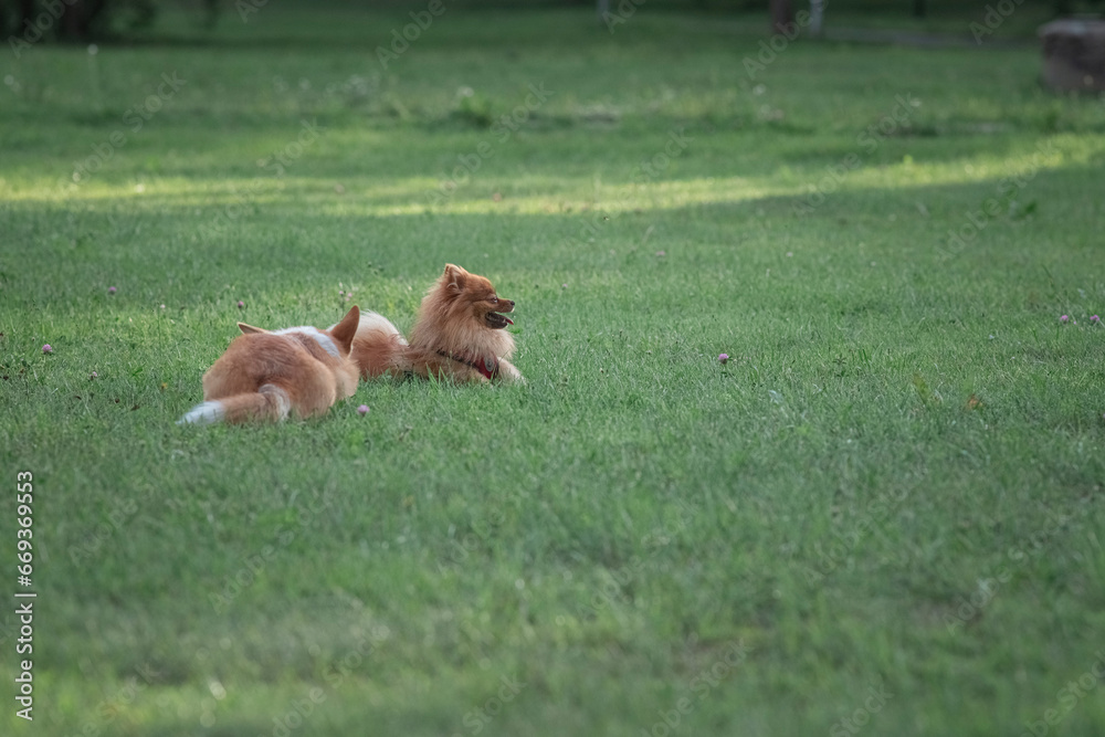 Beautiful purebred dogs play in the summer park. Beautiful purebred dogs play in the summer park.