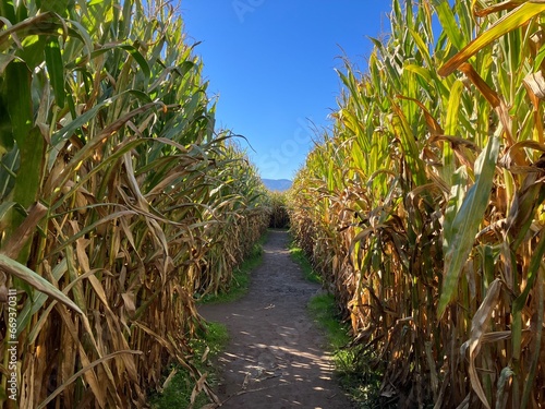 Corn Maze with Mountains | Fort Vannoy Southern Oregon