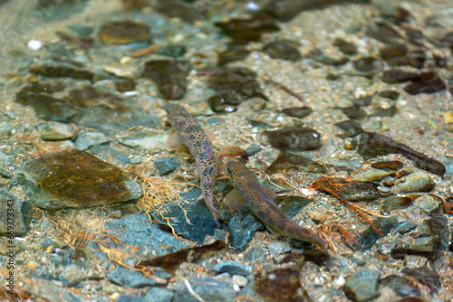 Balkan trout in the clear waters of a mountain river