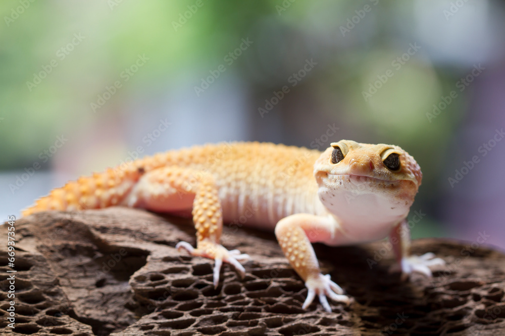 Obraz premium Leopard gecko lizard, close up macro on nature background.