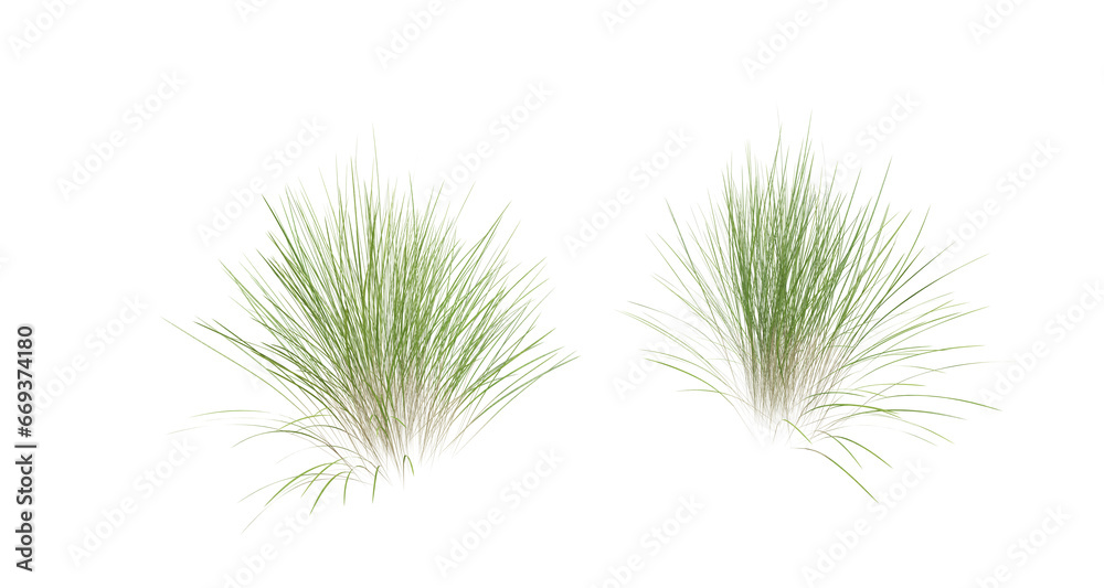 Bunches of grass on a transparent background. 3D rendering. Bunches of grass on a transparent background. 3D rendering.