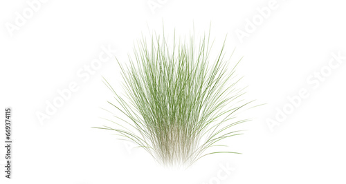 Bunches of grass on a transparent background. 3D rendering. 