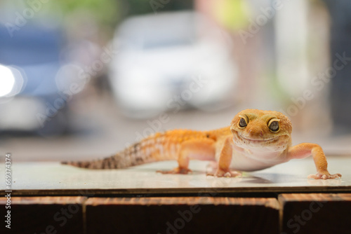 Leopard gecko lizard, close up macro on nature background.
