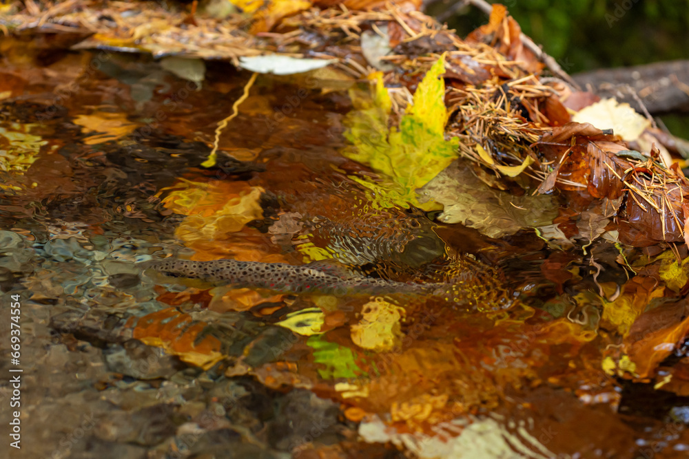 Balkan trout in the clear waters of a mountain river Balkan trout in the clear waters of a mountain river
