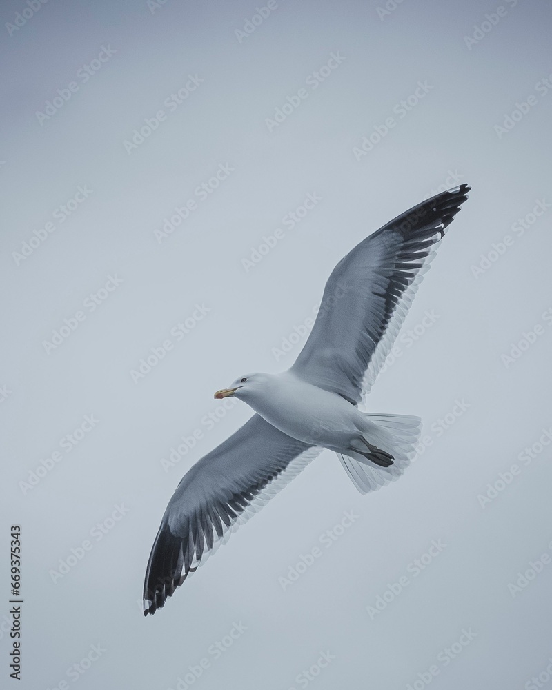 Seagull flying against a cloudy sky with its wings fully extended. Seagull flying against a cloudy sky with its wings fully extended.