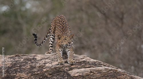 Leopard, Srilankan Leopard, Tiger, Panthera pardus Kotiya , Sri Lanka photo