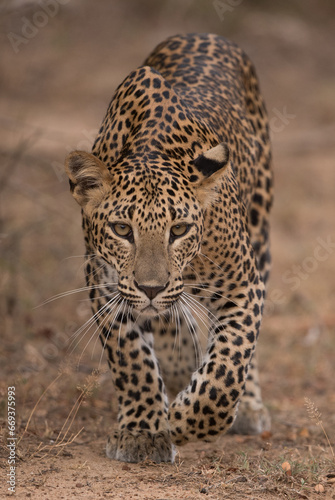 Leopard, Srilankan Leopard, Tiger, Panthera pardus Kotiya , Sri Lanka