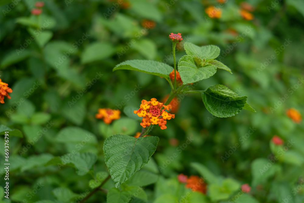 Lantana camara or west Indian lantana or common lantana flower verbena family (Verbenaceae) closeup
Lantana camara or west Indian lantana or common lantana flower verbena family (Verbenaceae) closeup