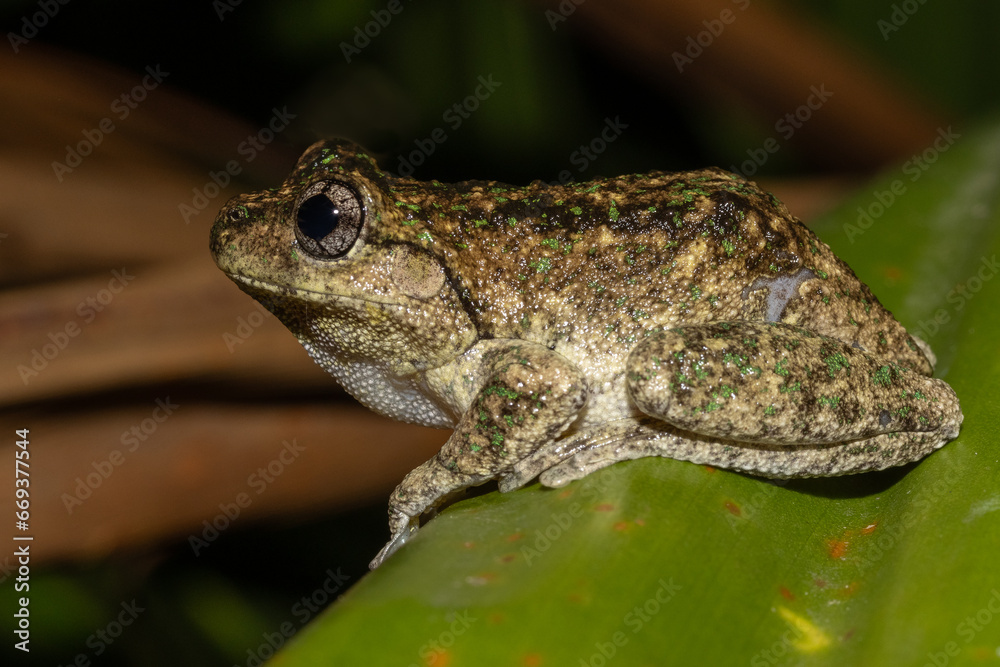 Australian Peron's Tree Frog resting on green leaf Australian Peron's Tree Frog resting on green leaf