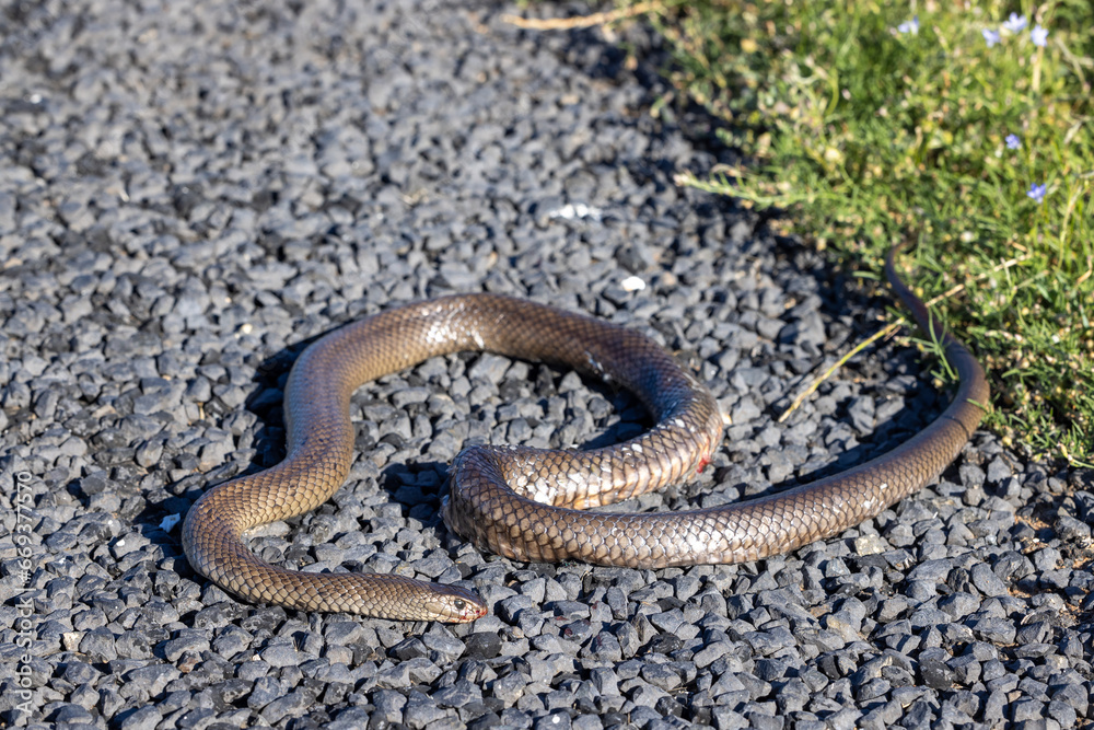 Obraz premium Road kill Australian Eastern Brown Snake