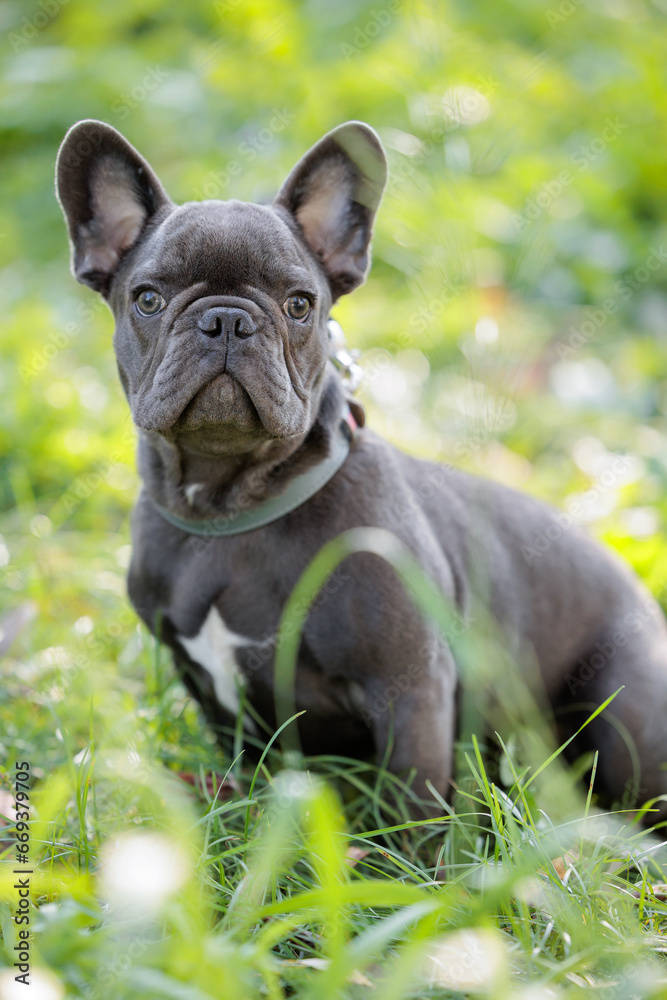 Active, smile and happy grey French bulldog puppy dog outdoors in grass park on sunny summer day