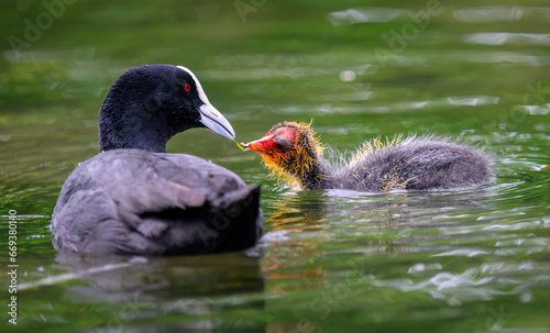 Fotografie Australian coot mother feeding chick in water.