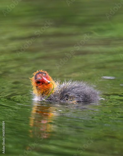 Obraz na plátne Australian coot chick swimming with water weeds in its beak