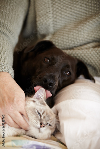 Cat, dog and person relax in bed with calm, comfort and care in home with love of owner. Pet, lick and portrait of animals sleeping together in lap of woman or healthy kitten and puppy with support