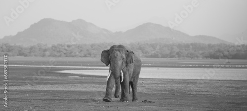 Photos Wild Elephant, Wild Tusker, Asian Elephant, Beautiful Tusker, The Wild Elephant,