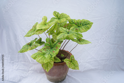 tricolor dotted green caladium plant on white background 