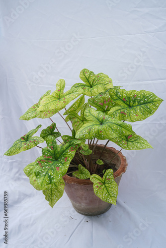 tricolor dotted green caladium plant on white background 