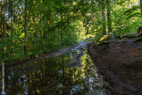 forest track © Tadeusz Ibrom