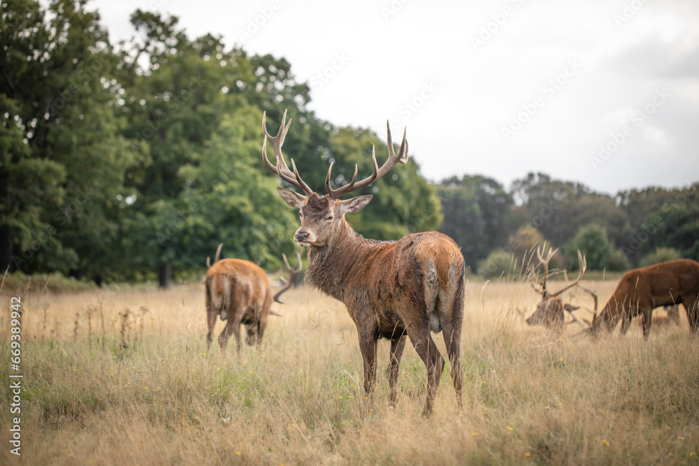 Herd of wild red deer grazing and crossing meadows near the forest in England. Herd of wild red deer grazing and crossing meadows near the forest in England.