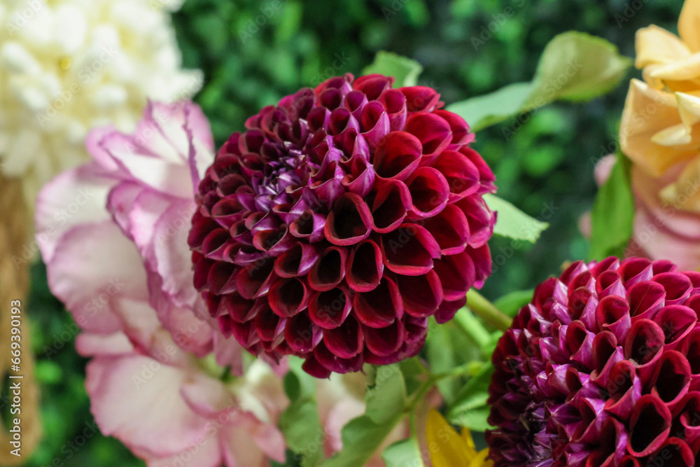 red dahlia flower red dahlia flower